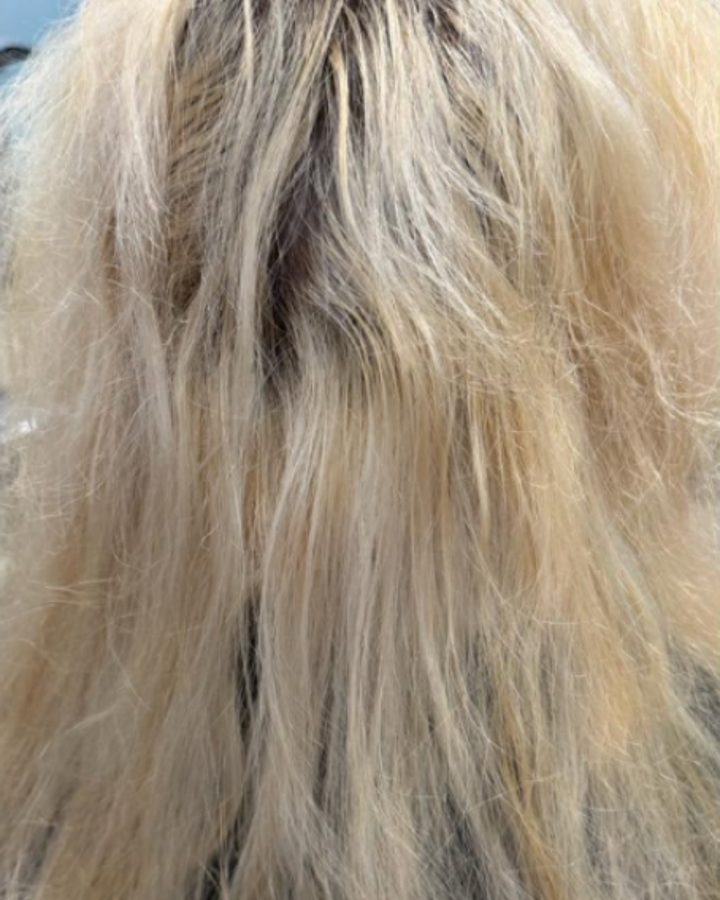 Before: brassy blonde, dark regrowth